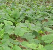 취나물 효능 부작용 칼로리 고르는법