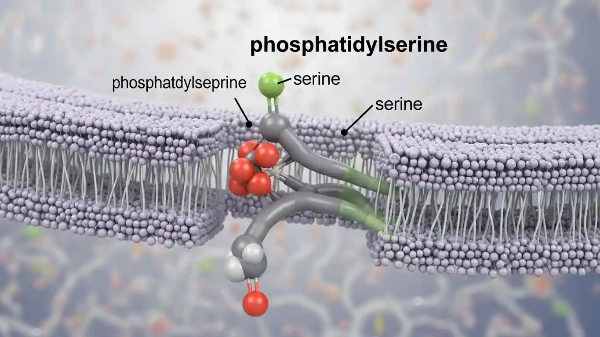 현미경으로 바라본 포스파티딜세린 세포 구조