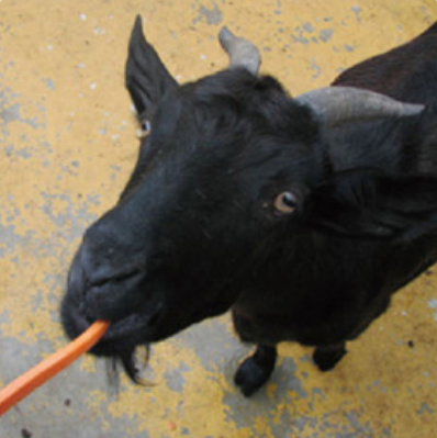 2025 휴애리 유채꽃 축제 동물 먹이 주기 체험 4