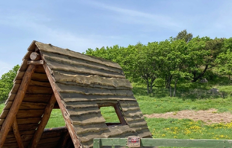 대관령 양떼목장