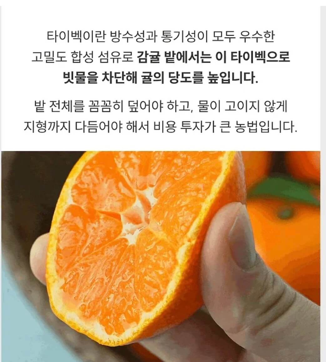 제주 타이벡 감귤