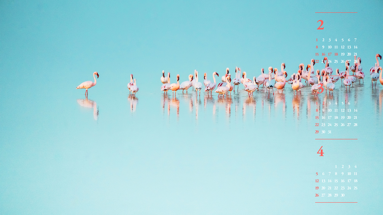 11 호수 위의 플라밍고 무리 B - 2026년3월 달력배경화면