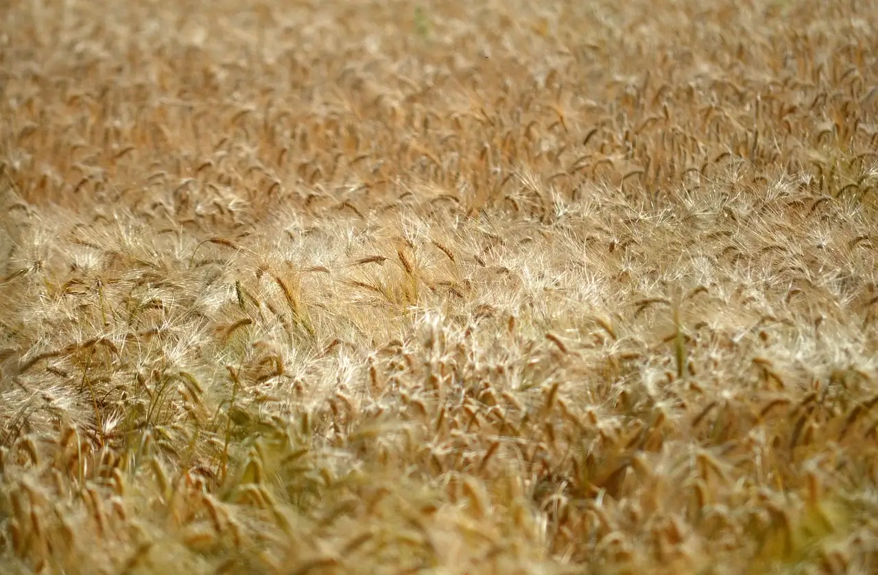 응용 농학 시각에서 이해는 퇴비화 과정 중 미생물 변화