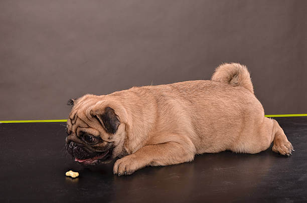 강아지 비만의 위험성