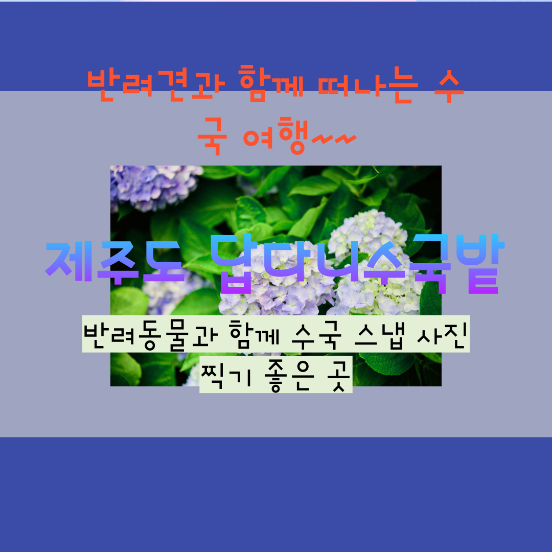 제주도 답다니수국밭