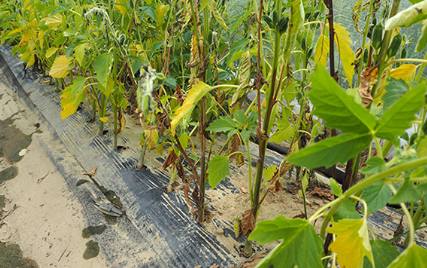 병해충 방제 및 관리 요령