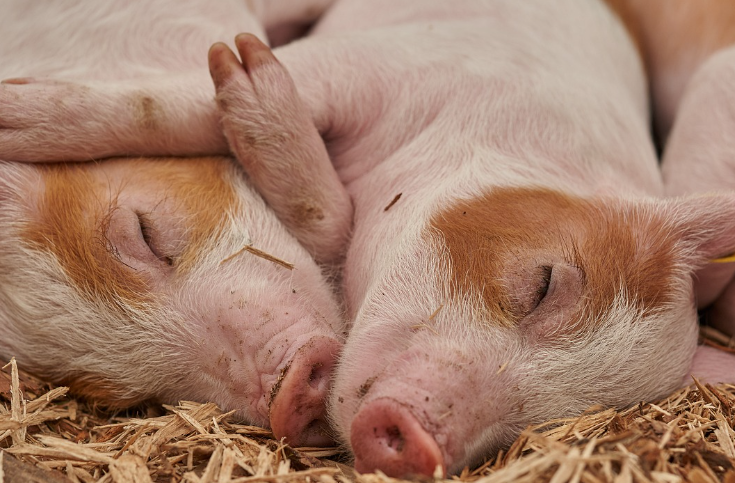 띠별 오늘의 운세