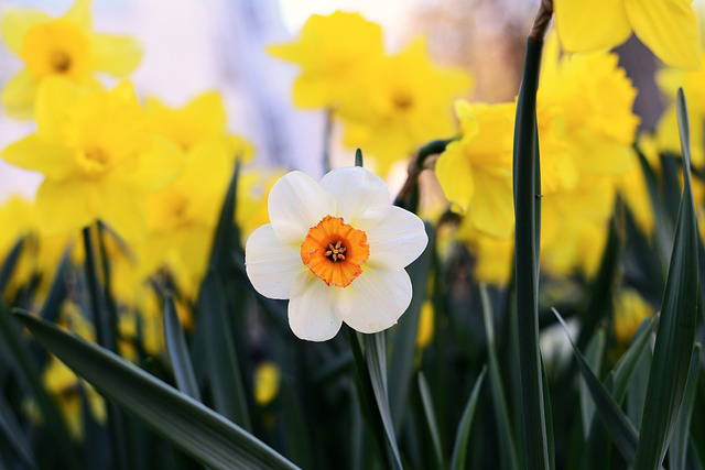 노란색 수선화 꽃 가운데 흰색 수선화 꽃 한 송이의 모습입니다.