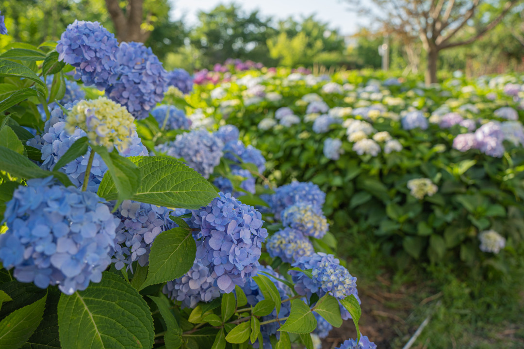 신동 수변공원 수국