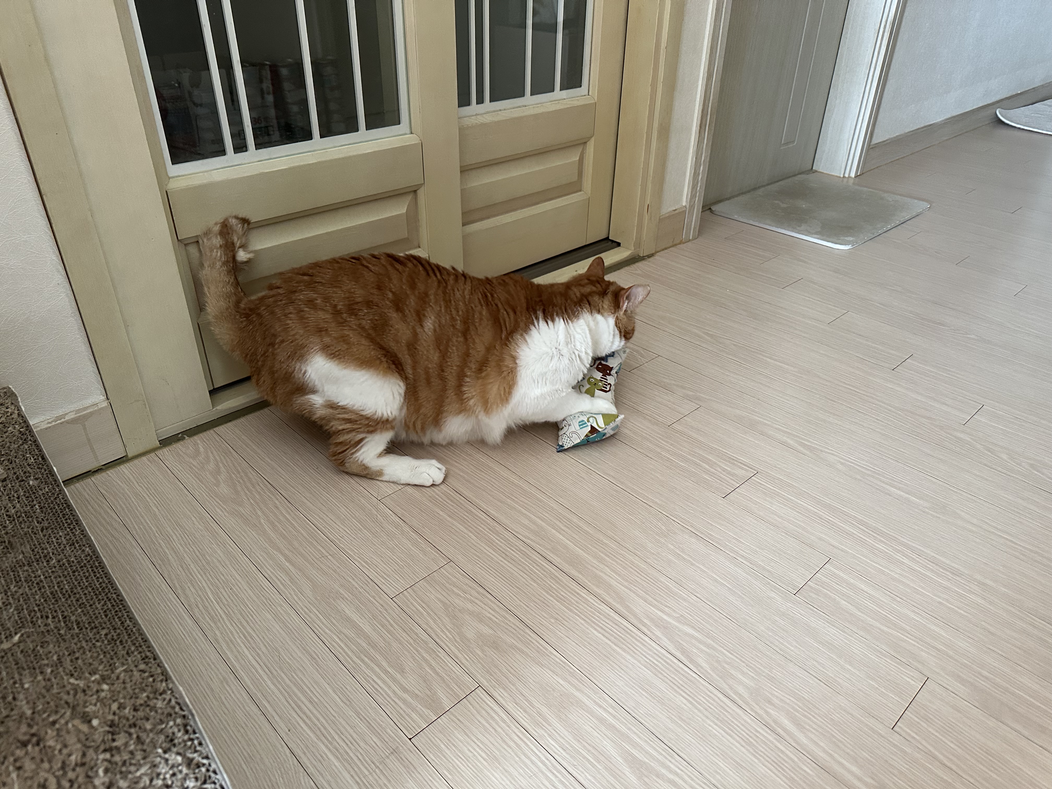 캣닢쿠션에 대한 아홉냥이들의 반응 (feat.이날의 MVP도 역시 두리)