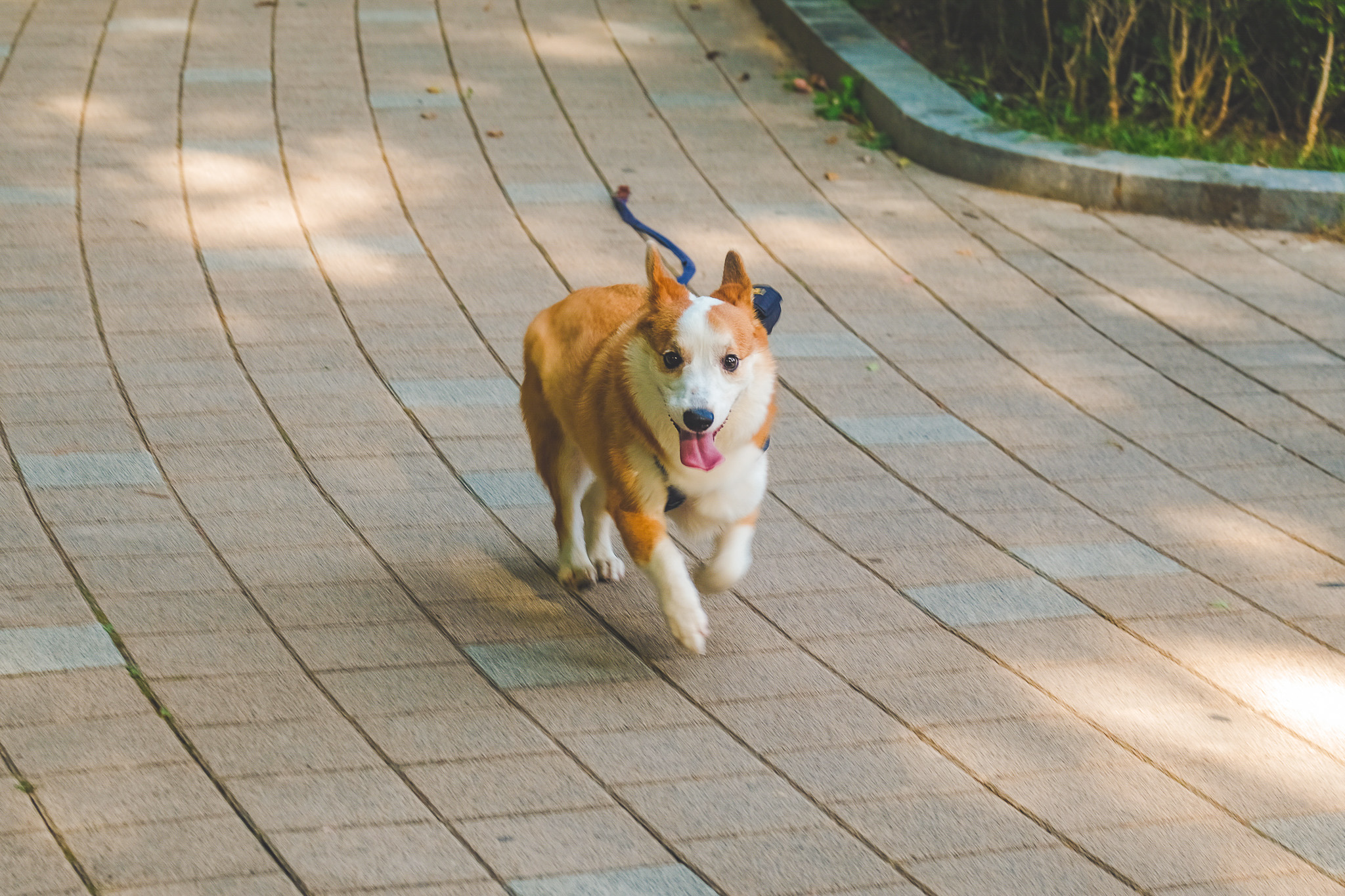 산책중인 강아지 사진