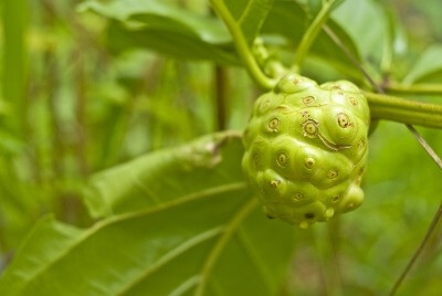 노니 효능 부작용 분말 복용법 47