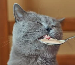 고양이 꿈해몽 풀이