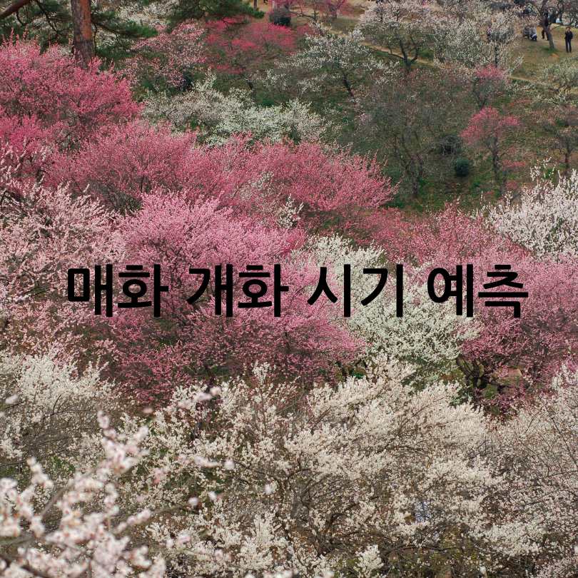 2025년 광양매화축제 & 매화 개화 시기