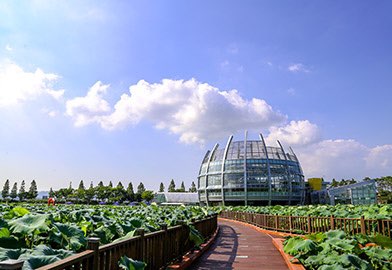 무안 연꽃축제