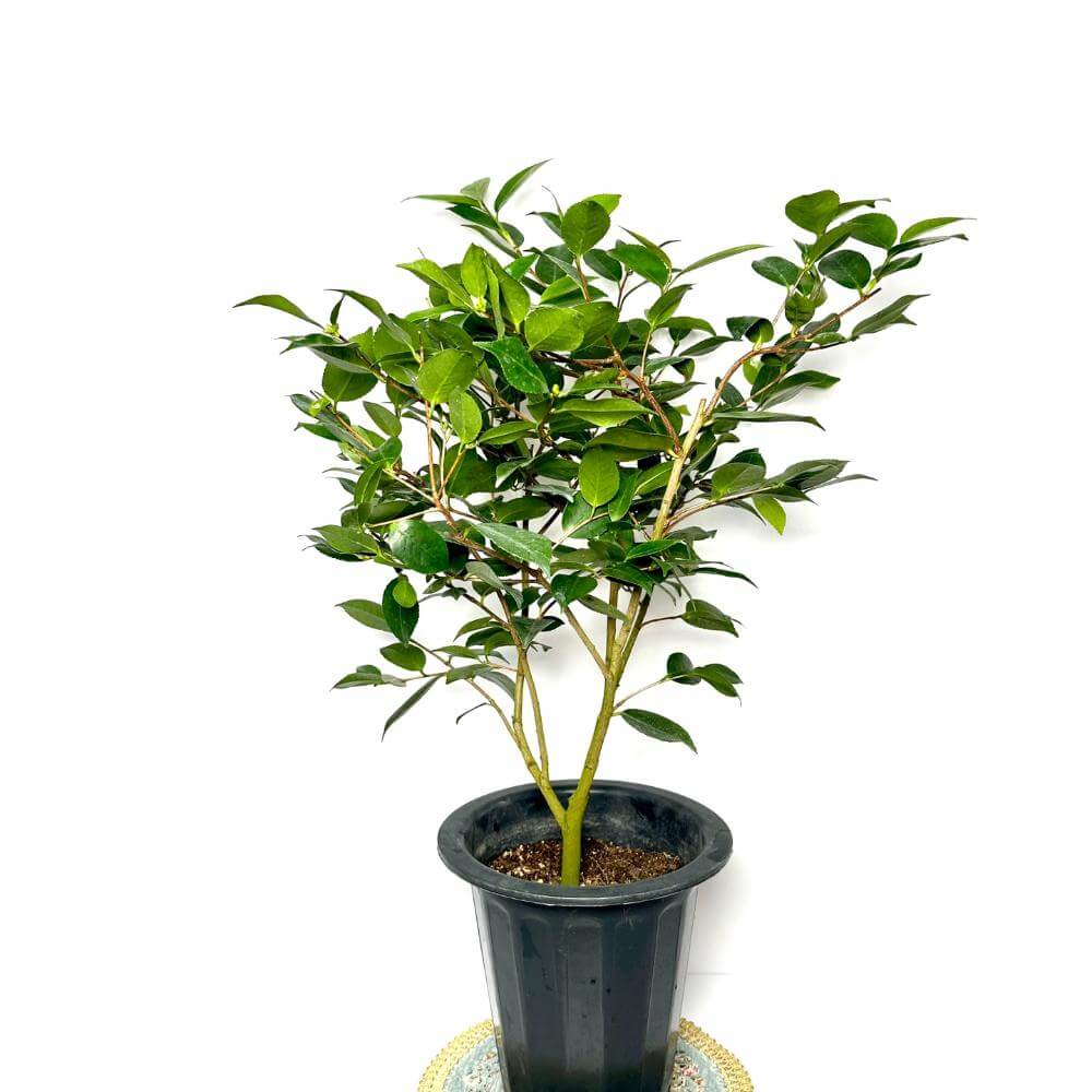 동백나무 키우는방법