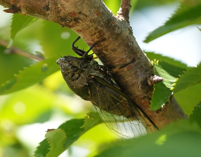 매미 우는 시기