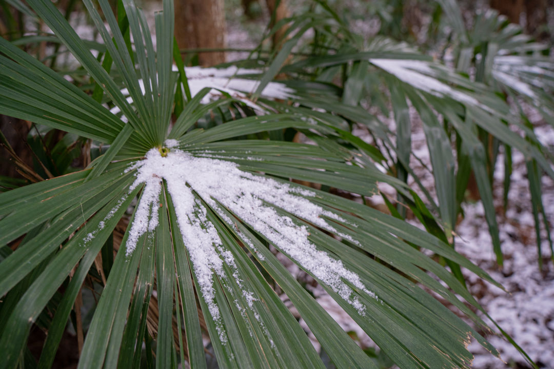 비밀의 숲 눈 쌓인 곳