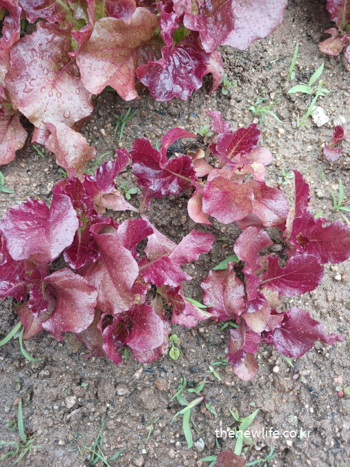 Glossy baby red lettuce plants with vibrant wine-colored leaves growing on moist soil after rainfall-비 온 뒤 촉촉한 흙 위에 자라고 있는 어린 적상추 &ndash; 와인빛이 도는 잎에 빗방울이 맺힌 생동감 있는 장면