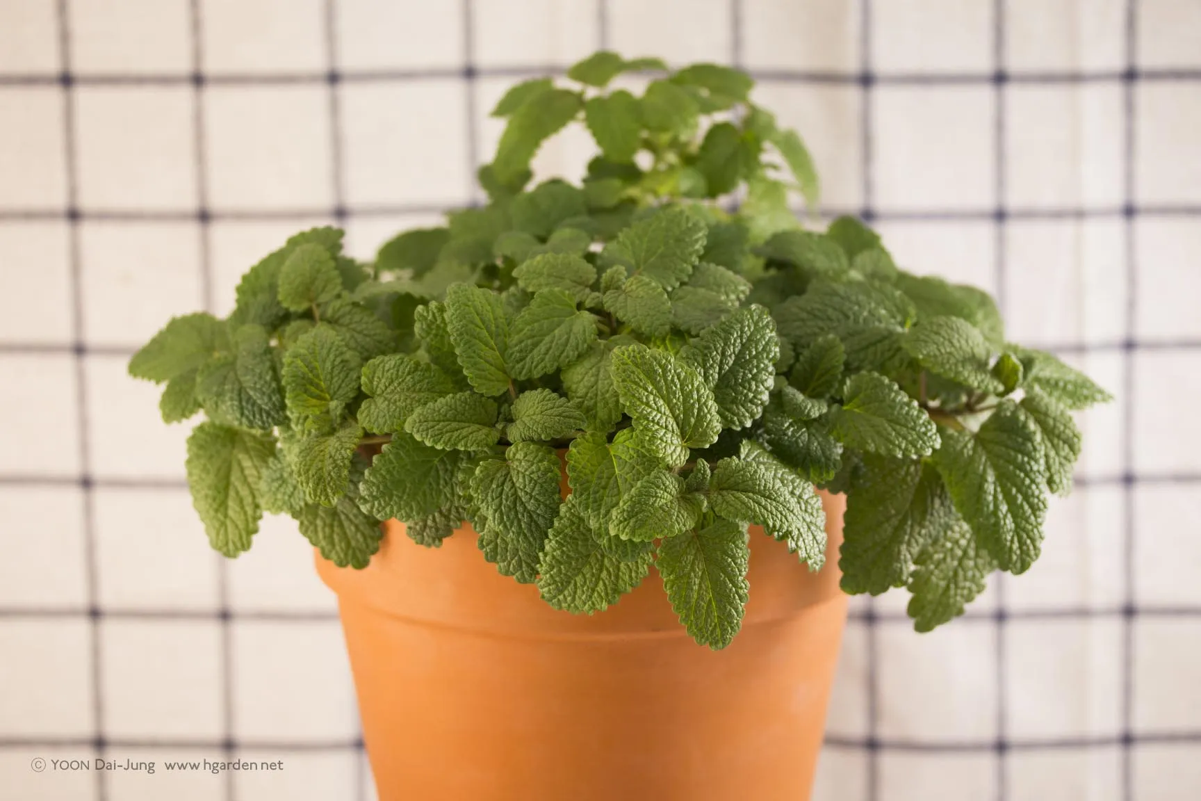 레몬밤 재배 반그늘 배치 화분 재배 잎 차로 활용_5