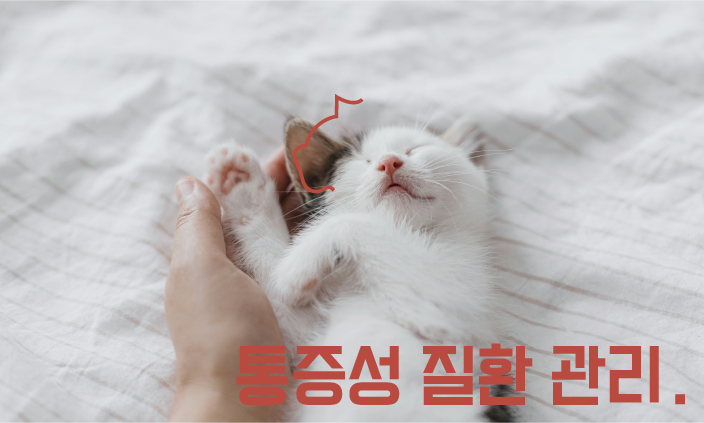 고양이-노화