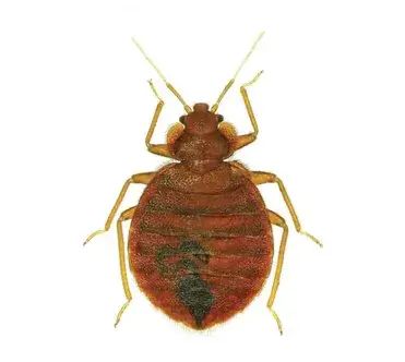 빈대 실제 모습