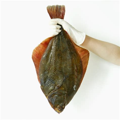 생선도다리모습