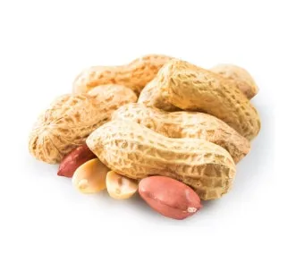 땅콩 심는시기 파종법 중부 남부_30