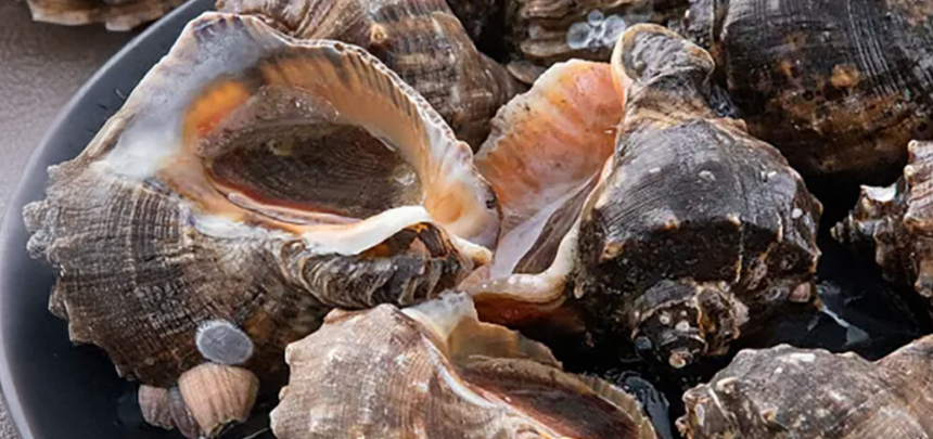 화성 피뿔고둥 양념코너 5호점&amp;#44; 궁평항 근처 회 맛집에서 만나는 제철 해산물