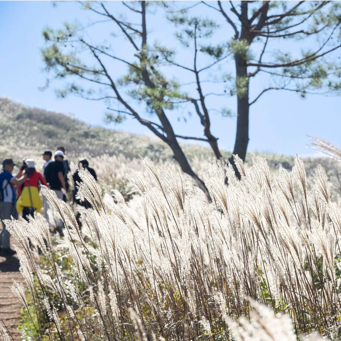 민둥산 억새꽃축제
