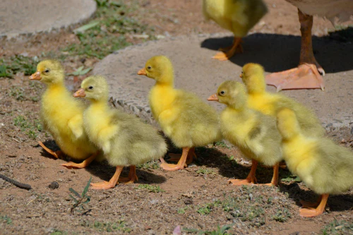 2026년 기초생활수급자