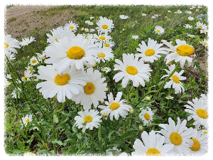 해발 1,256m에 위치한 청옥산전망대