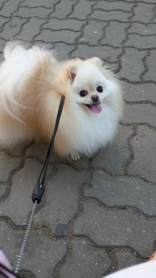 강아지 똥꼬스키의 이유 항문낭&amp;#44; 짜야 할까?