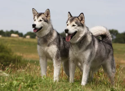 알래스칸 말라뮤트/출처:어도비스톡