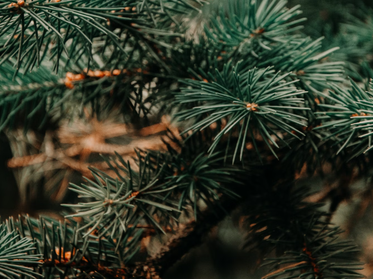 송화가루 효능 : 항염