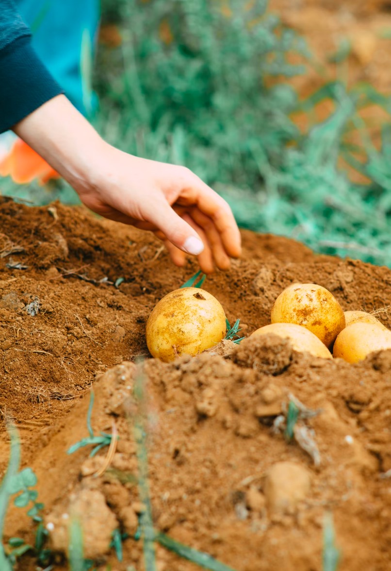 감자의 효능과 부작용