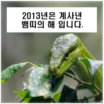 2025 뱀띠 나이 53년 65년 77년 89년 01년생 정리_22