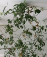 늘어지는 자스민 키우는 법