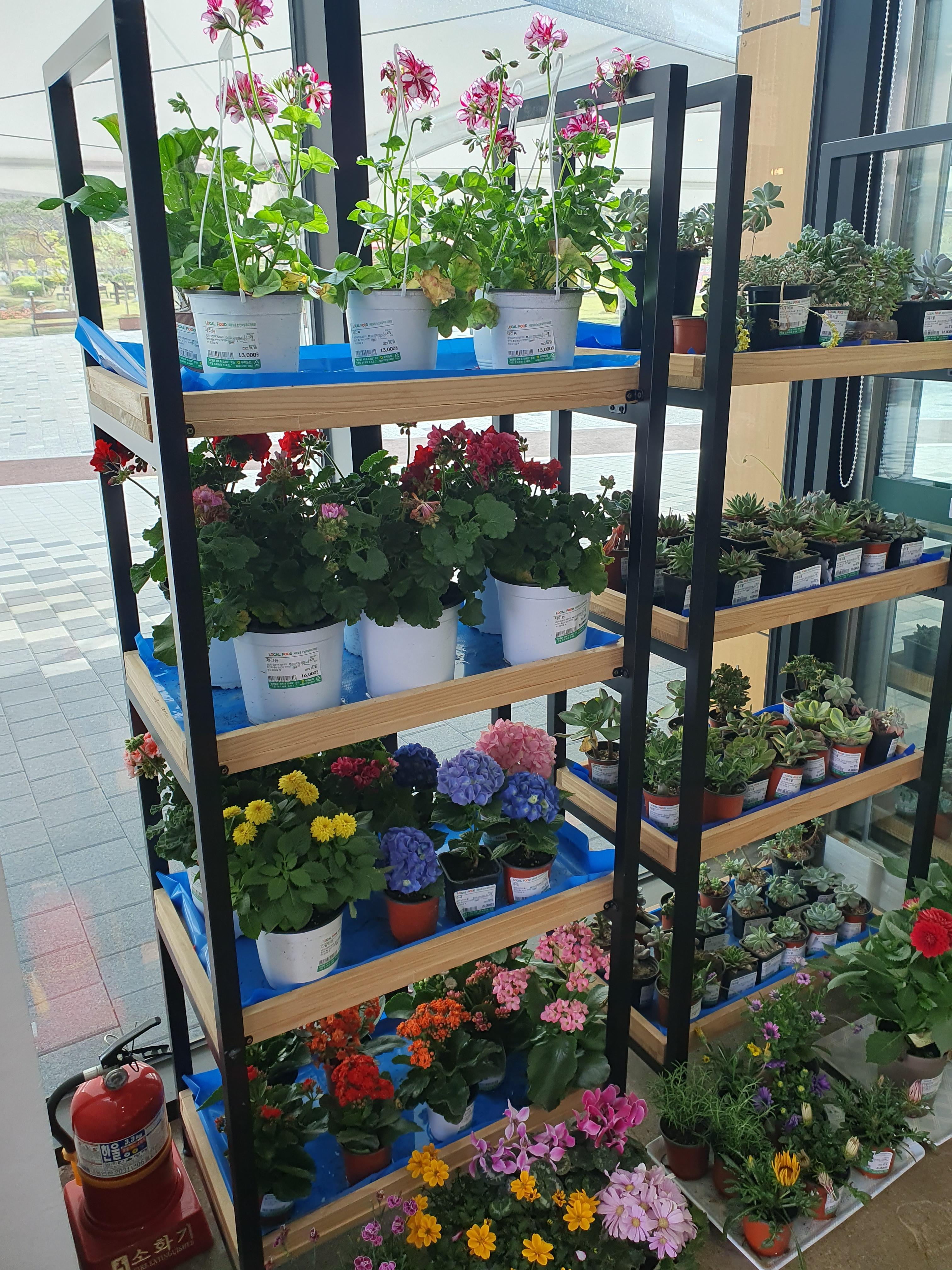 새콤달콤 논산 로컬푸드 직매장에서 판매하는 화분들