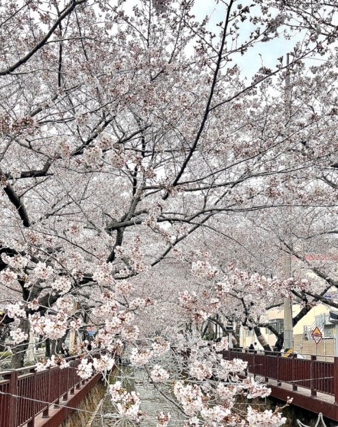 진해군항제-벚꽃