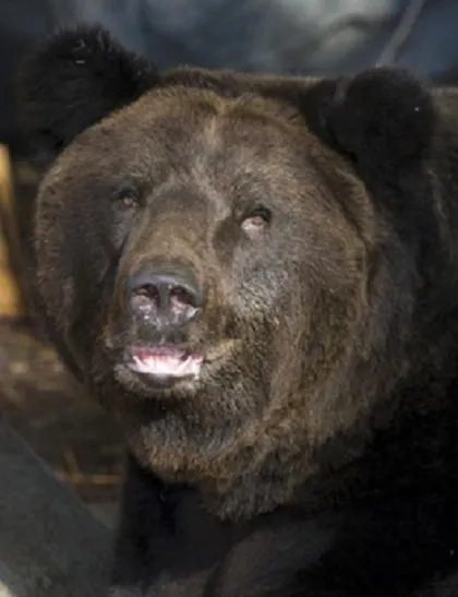 우수리 불곰 특징 성격 서식지_4