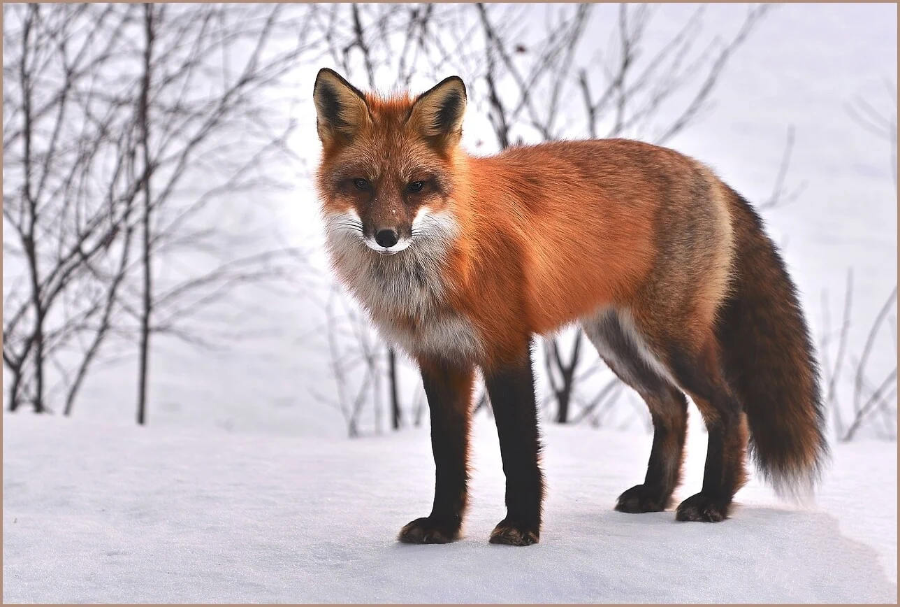 국민은행 정기예금 금리