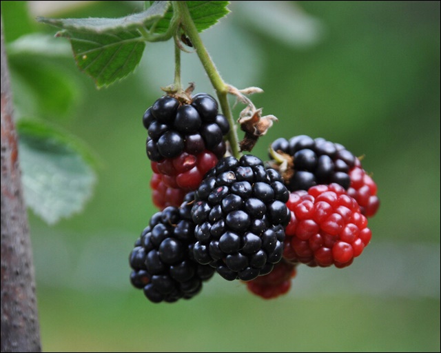 오디 먹는 법 안내