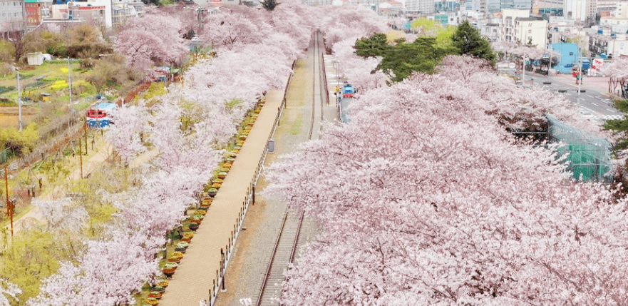 2023 진해군항제 벚꽃축제