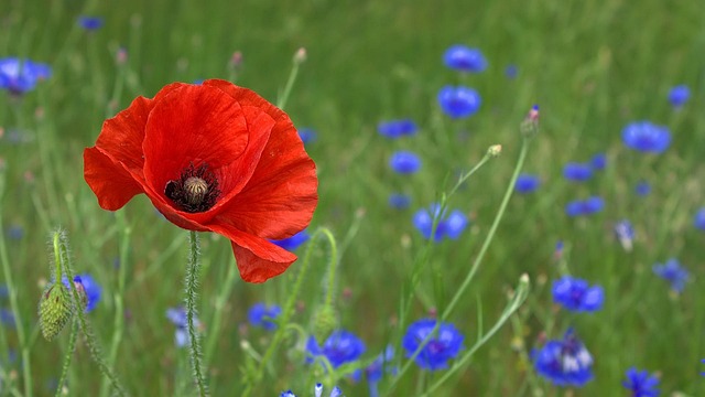 장생포수국축제주차