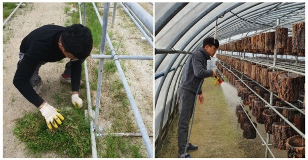 6시내고향 경남 산청 상황버섯 명가 지리산새희망상황버섯 주문방법