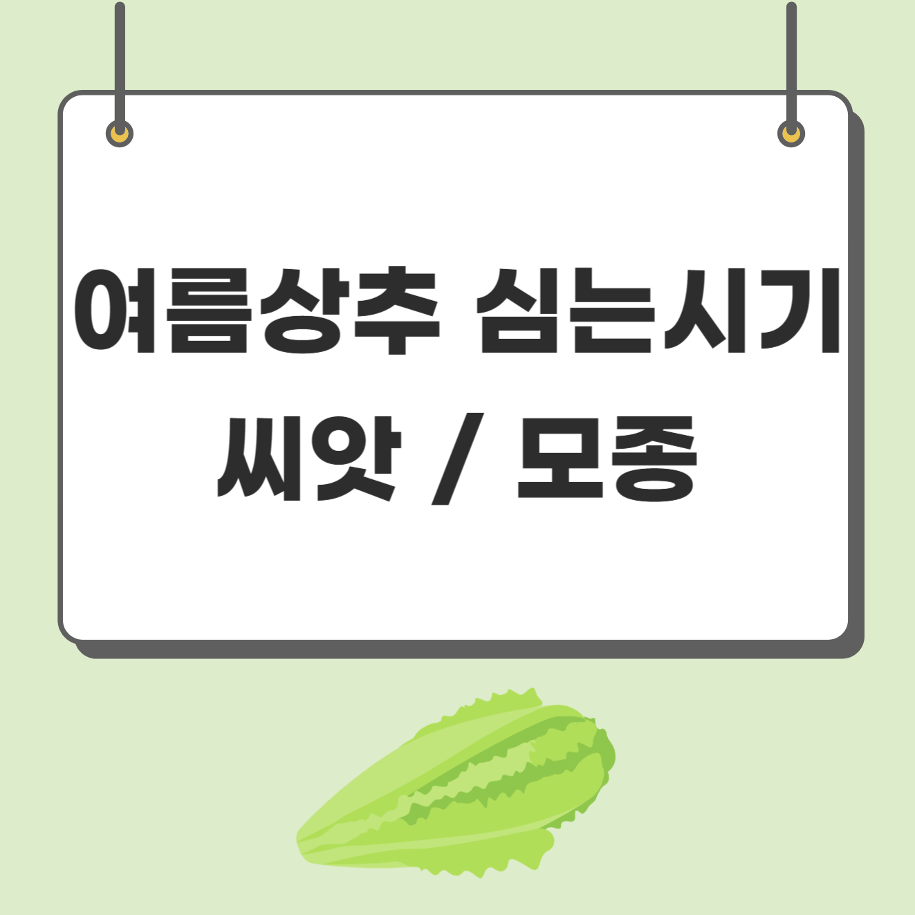 여름상추 심는(파종)시기 여름상추 씨앗 모종 키우기