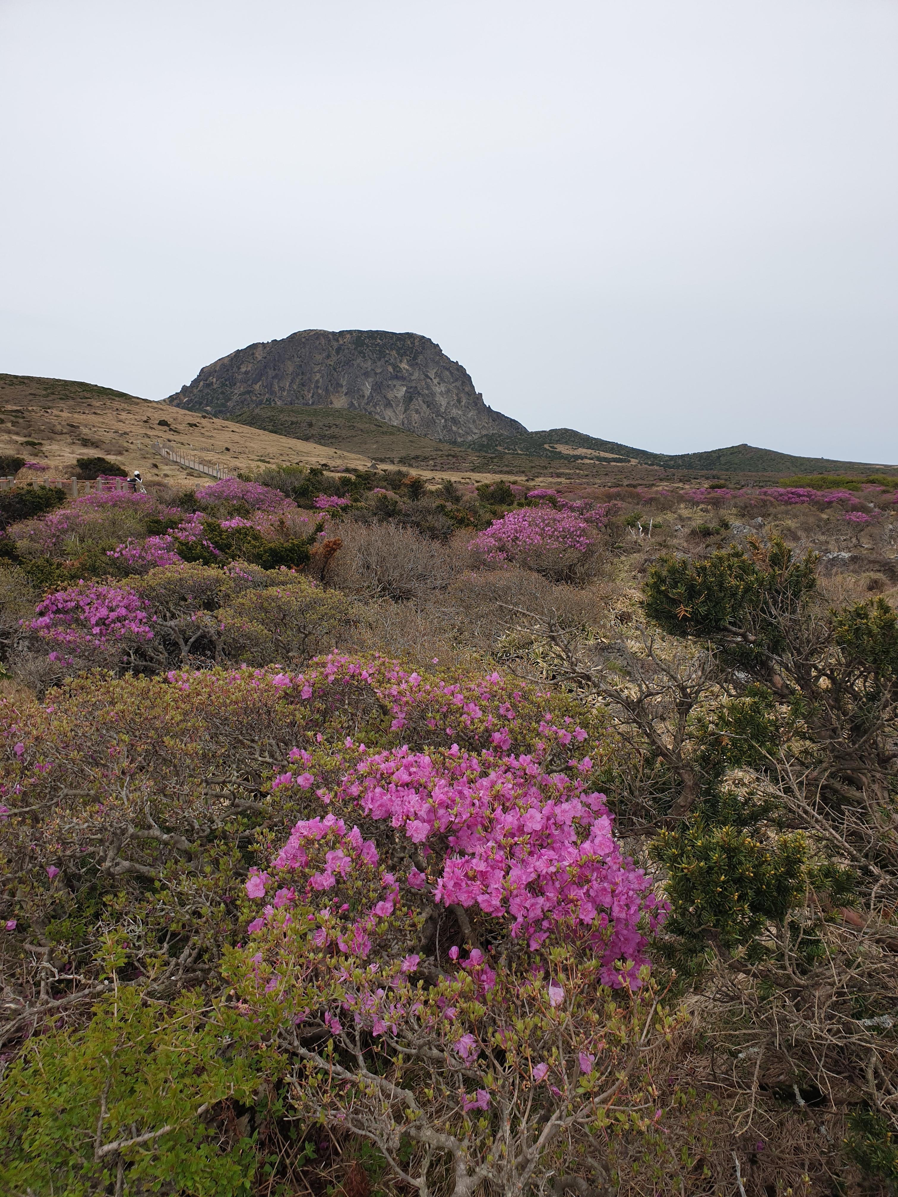제주 한라산 등반 예약 방법