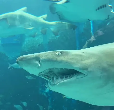 후쿠오카-마린월드-우미노나카미치-수족관-상어가-입을-벌리고-있다