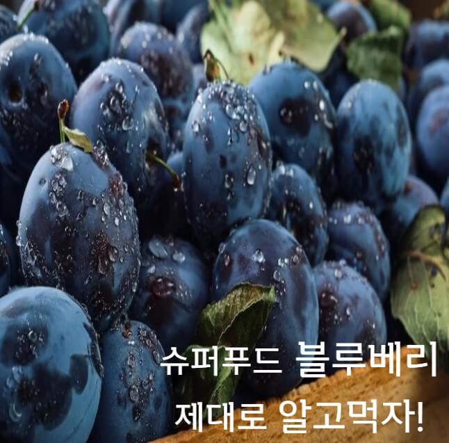 슈퍼푸드-블루베리